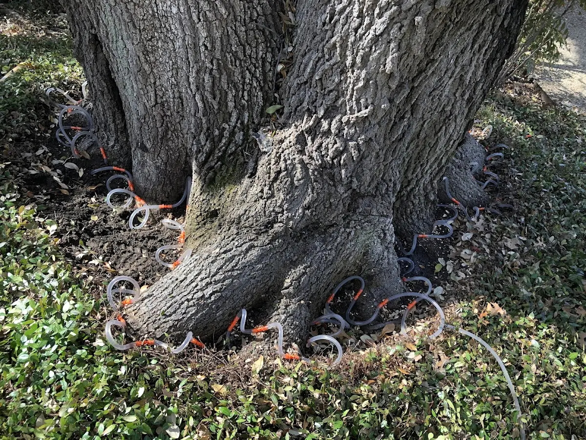 Detailed Tree Cabling and Bracing job site in Hindsville